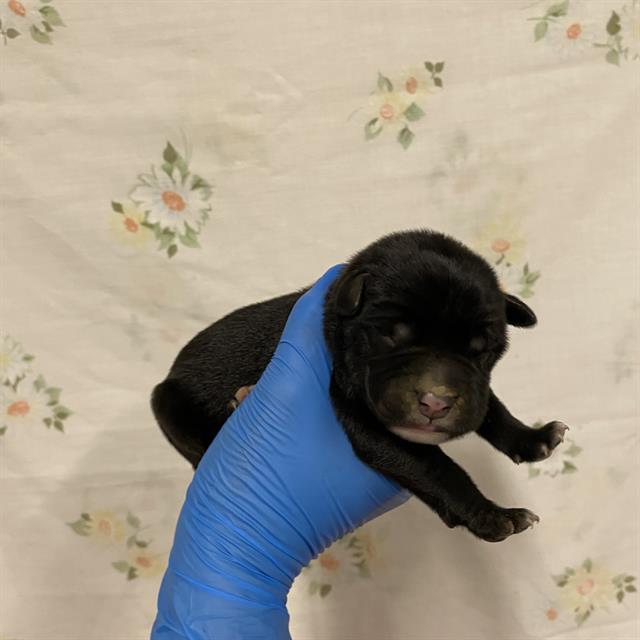 Adoptable Dog