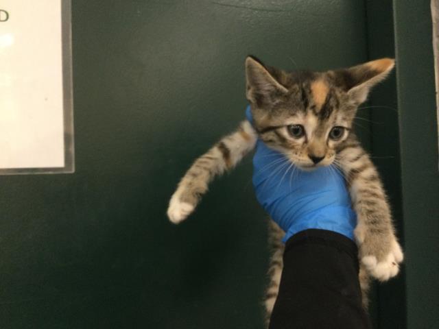 Adoptable Cat