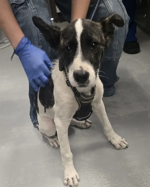 Adoptable Dog