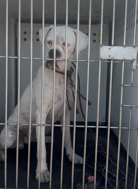 Adoptable Dog