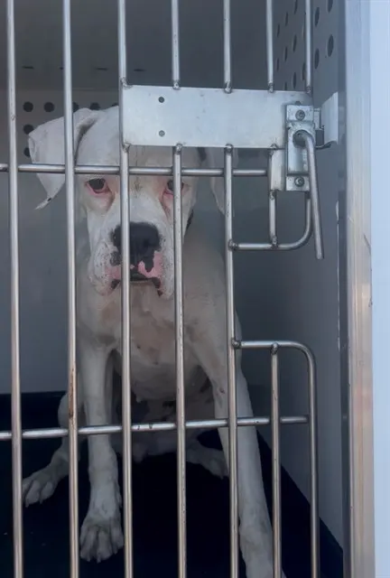 Adoptable Dog