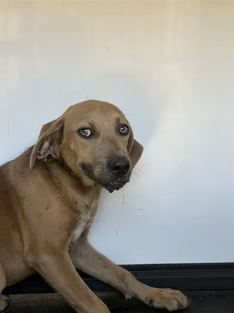 Adoptable Dog