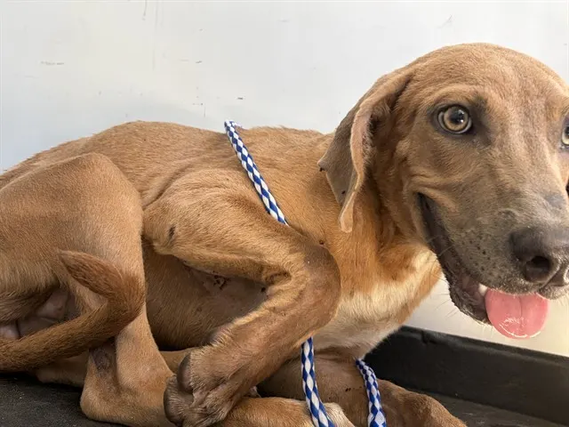 Adoptable Dog