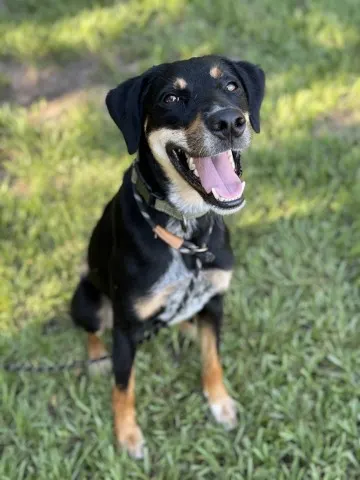 Kronk