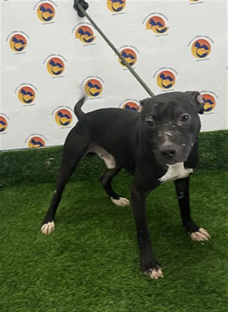 Cane