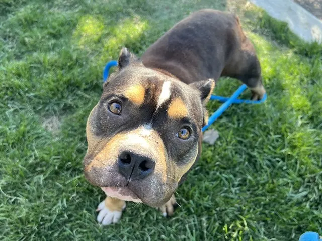 Knox