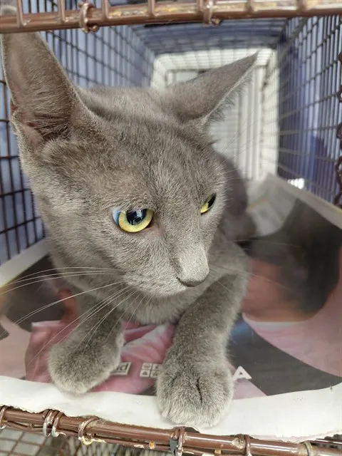 Adoptable Cat