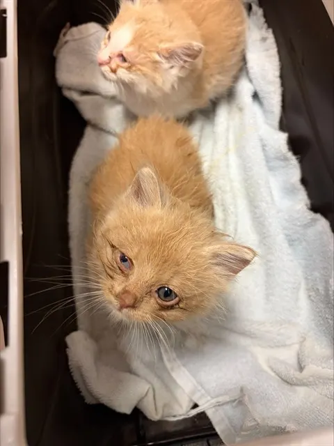 Butterscotch