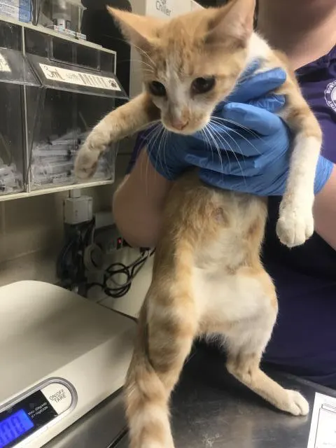 Adoptable Cat