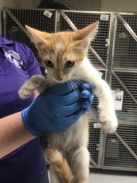 Adoptable Cat
