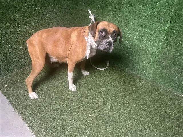 Evita