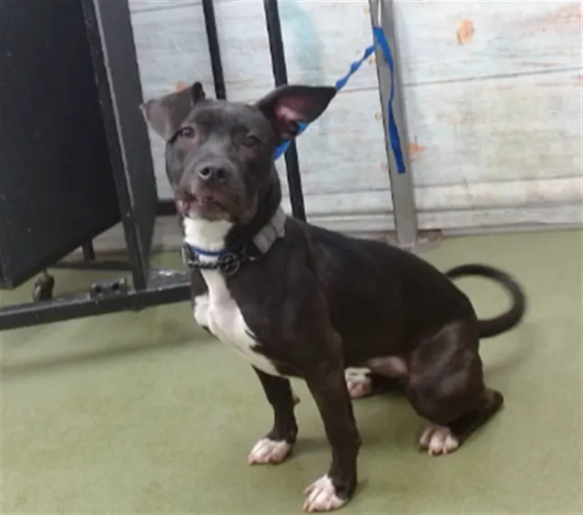 Urgent Med Adopt Piper