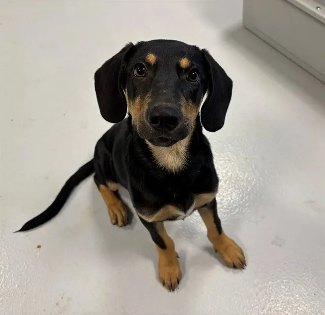 Adoptable Dog