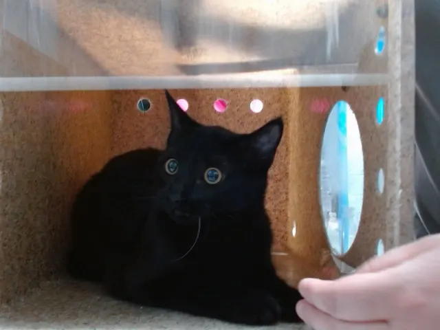 Frieda