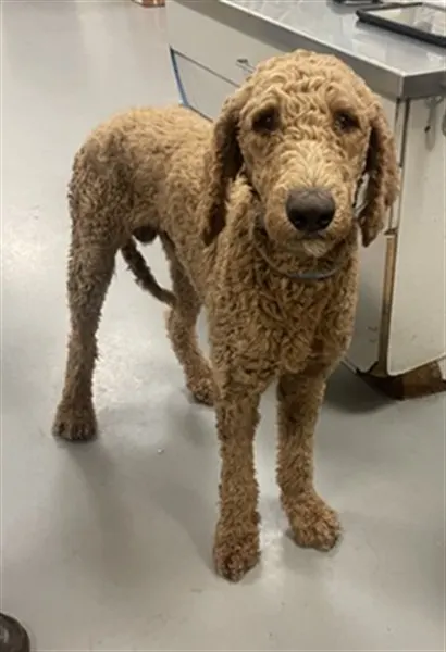 Roo