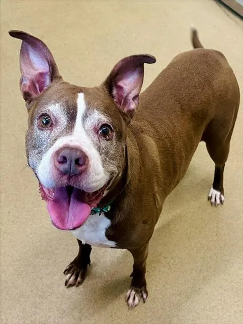 Coco