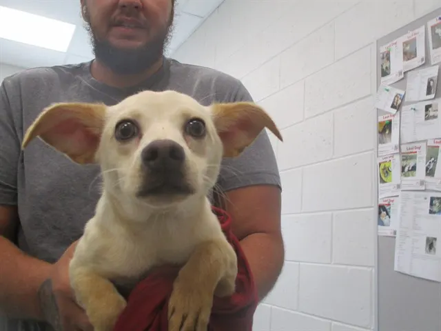 Adoptable Dog