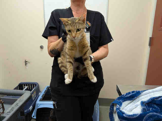 Adoptable Cat