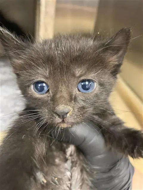 Adoptable Cat