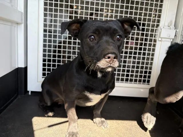 Adoptable Dog