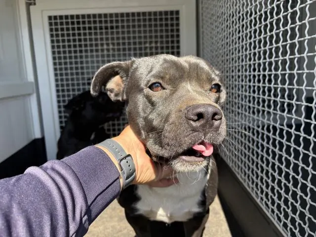 Adoptable Dog