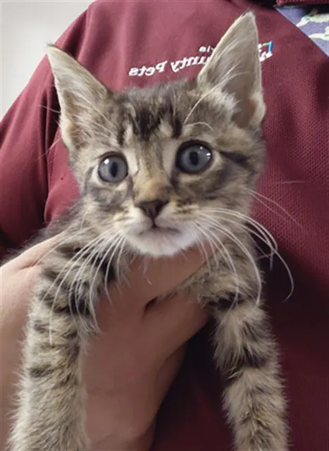 Adoptable Cat