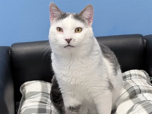 Miso