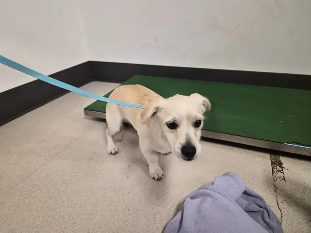 Adoptable Dog