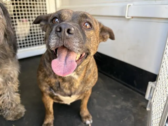 Adoptable Dog