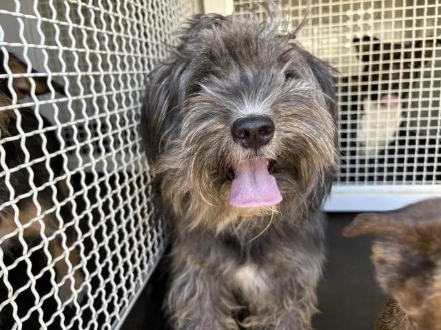 Adoptable Dog