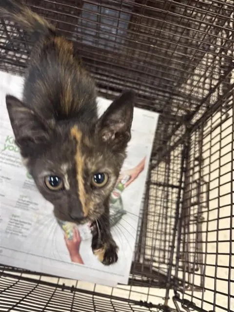 Adoptable Cat