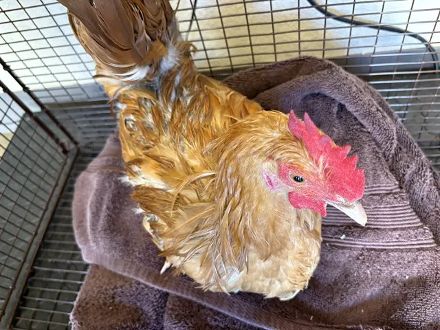 Remington