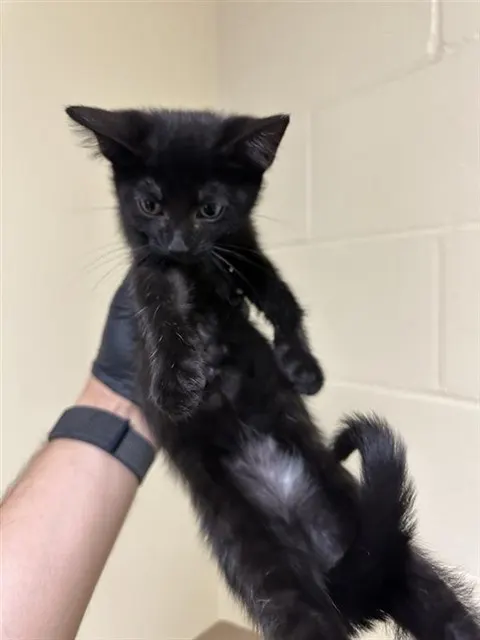 Louie