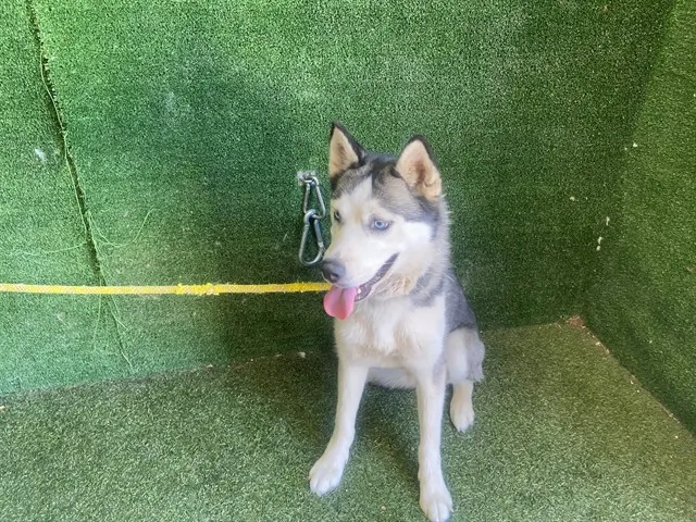 Maya