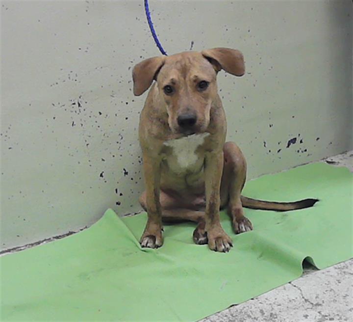 Adoptable Dog