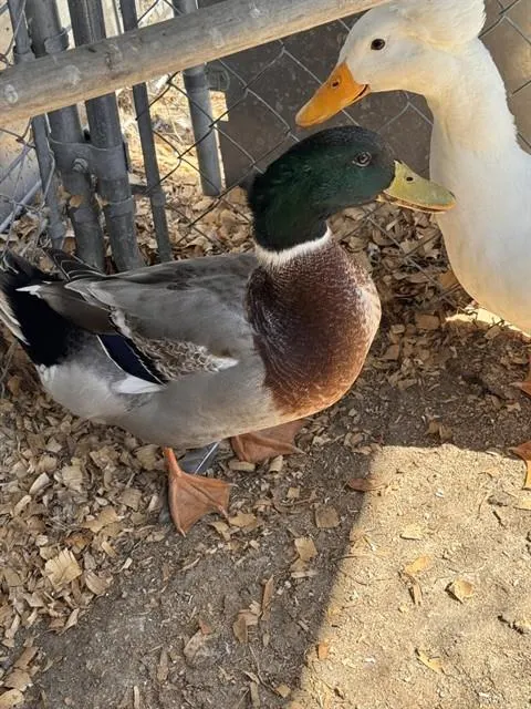 Quack Sparrow