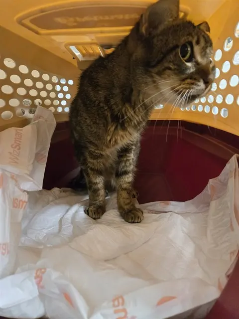 Adoptable Cat