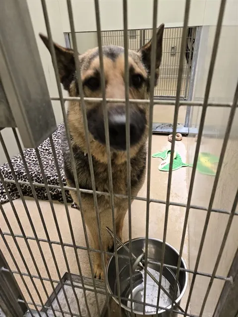 Adoptable Dog
