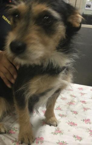 Adoptable Dog