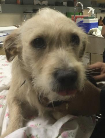 Adoptable Dog