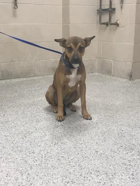 Adoptable Dog