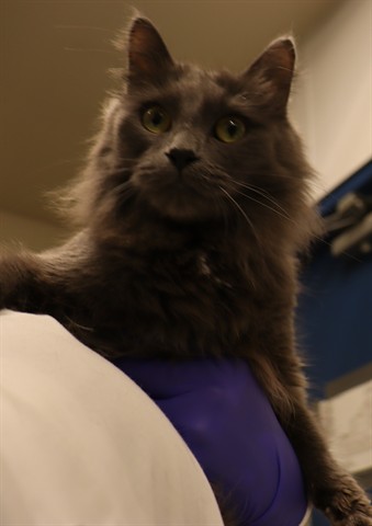 Maggie (Asc