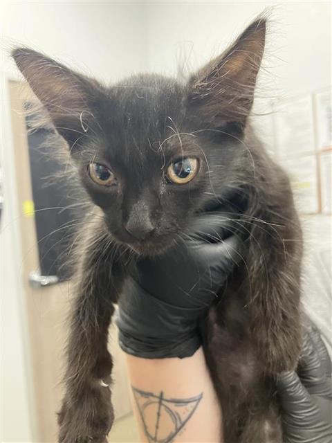 Adoptable Cat