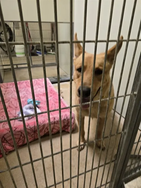 Adoptable Dog