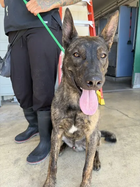 Adoptable Dog