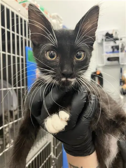 Adoptable Cat