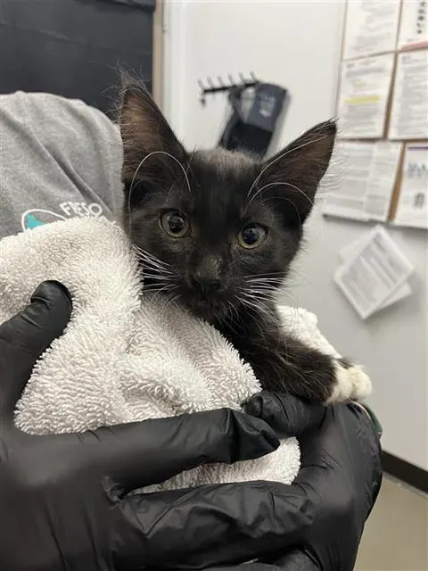 Adoptable Cat