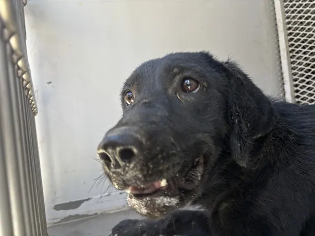 Adoptable Dog