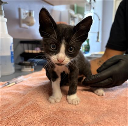 Adoptable Cat