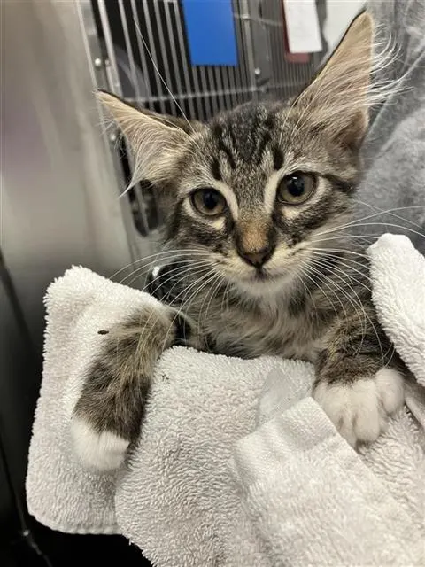 Adoptable Cat
